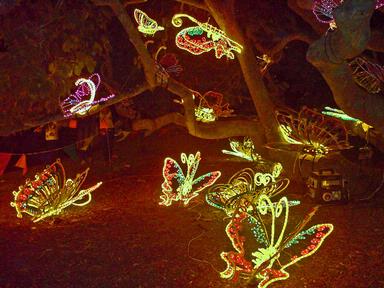 auckland lantern festival lights